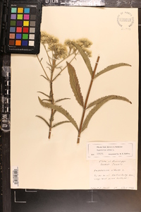 Eupatorium album image