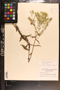 Eupatorium album image