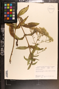 Eupatorium album image