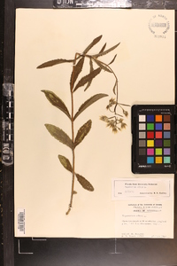 Eupatorium album image