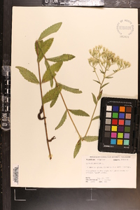 Eupatorium album image