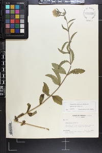 Eupatorium album image