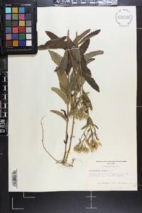 Eupatorium album image