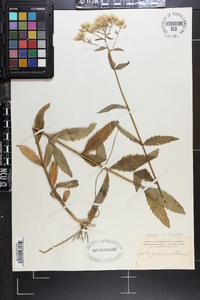 Eupatorium album image