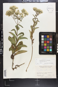 Eupatorium album image