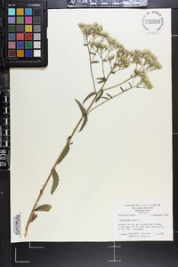 Eupatorium album image