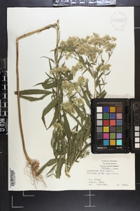 Eupatorium altissimum image