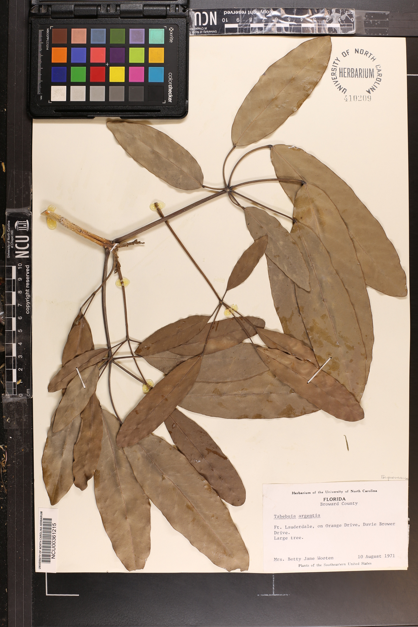 Tabebuia argentea image
