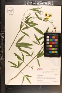 Coreopsis tripteris image