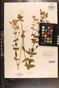 Sabatia angularis image