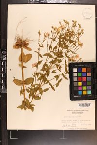 Sabatia angularis image