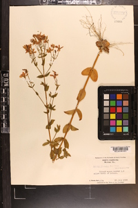 Sabatia angularis image