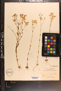 Sabatia brachiata image