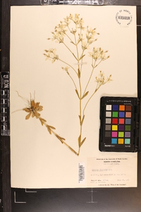 Sabatia brachiata image