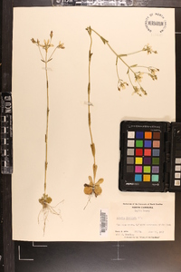 Sabatia brachiata image