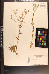 Sabatia brachiata image