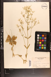 Sabatia brachiata image