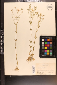 Sabatia brachiata image