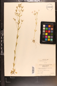 Sabatia brachiata image