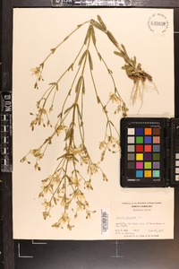 Sabatia brachiata image