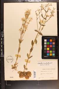 Sabatia brachiata image