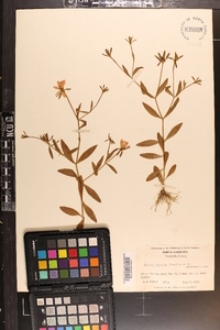 Sabatia calycina image