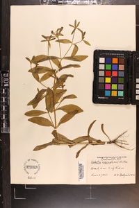 Sabatia calycina image
