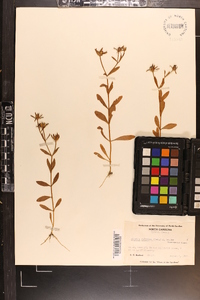 Sabatia calycina image
