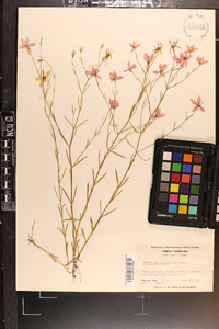 Sabatia campanulata image