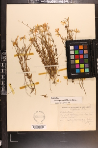 Sabatia campanulata image