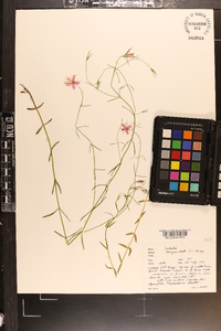 Sabatia campanulata image