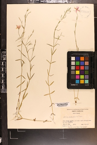 Sabatia campanulata image