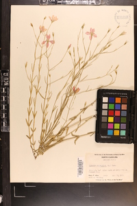 Sabatia campanulata image