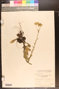 Chrysopsis gossypina image