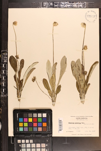 Chaptalia tomentosa image