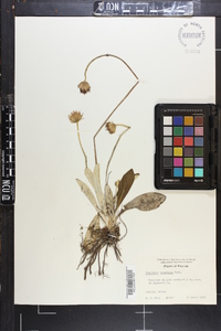 Chaptalia tomentosa image