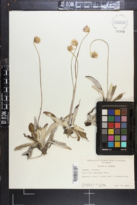 Chaptalia tomentosa image