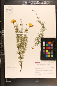 Coreopsis pulchra image