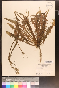 Crepis capillaris image