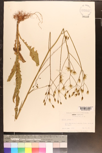 Crepis pulchra image