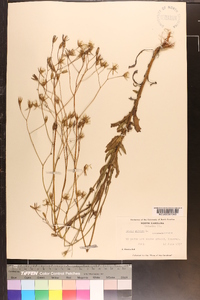 Crepis pulchra image