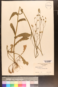 Crepis pulchra image