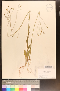 Crepis pulchra image