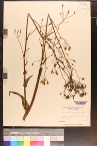 Crepis pulchra image