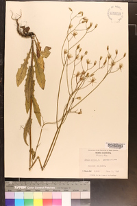 Crepis pulchra image