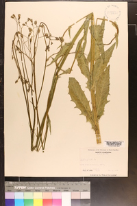 Crepis pulchra image