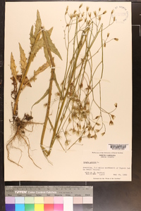 Crepis pulchra image