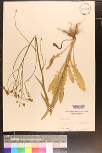 Crepis pulchra image