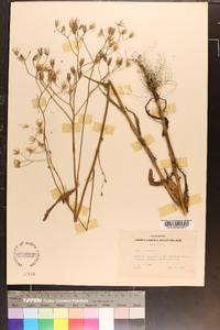 Crepis pulchra image