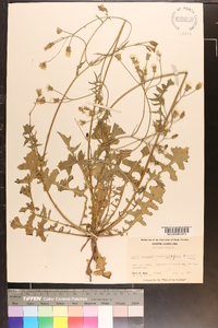 Crepis vesicaria image